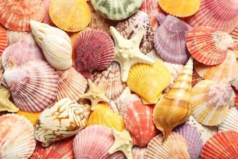 Top view of beautiful different seashells and starfishes  as background Stock Photos