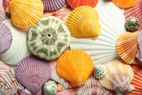 Top view of beautiful different seashells as background Stock Photos