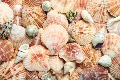 Top view of beautiful different seashells as background Stock Photos