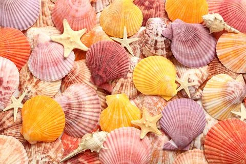 Top view of beautiful different seashells and starfishes  as background Stock Photos