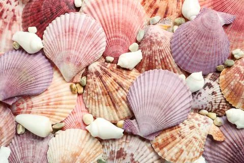 Top view of beautiful different seashells and pebbles as background Stock Photos