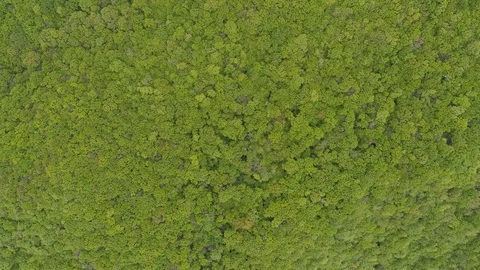 Top View of a Beautiful Forest Stock Footage 107674558