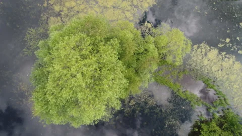 Top view of a beautiful forest lake. Stock Footage 102209272