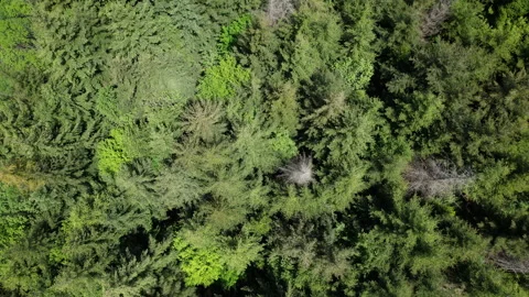 Top view of a beautiful forest of larch, fir and beech trees Stock Footage 155288367