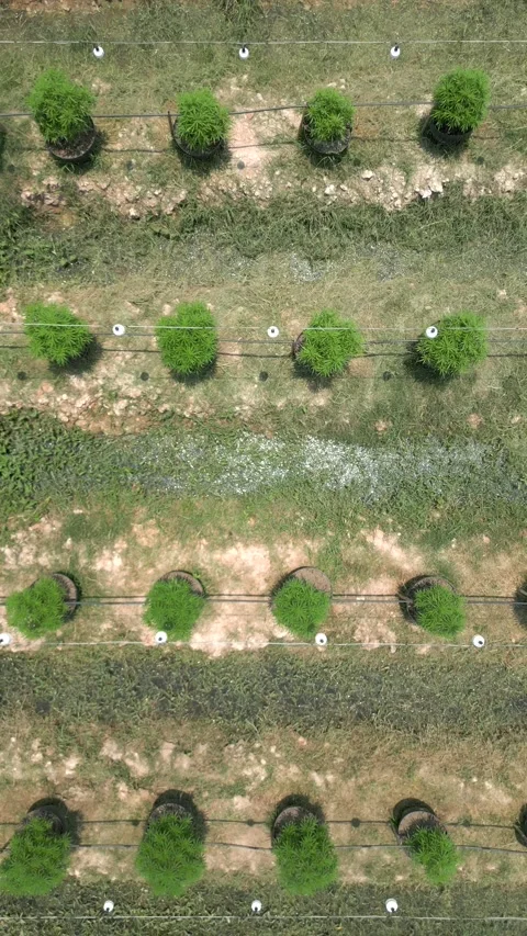 Top view of a beautiful, fully organic outdoor marijuana plantation in Thailand Video stock 244137347