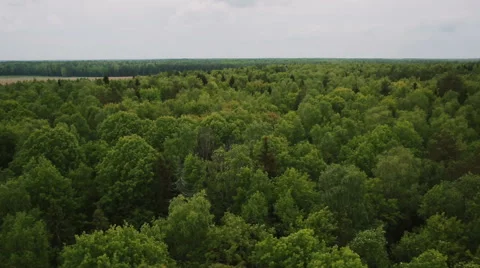 Top view of beautiful green forest Stock Footage 67849676