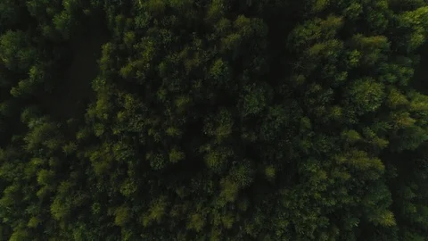 Top view beautiful green high dense trees surrounded by amazing grass field Stock Footage 103699795