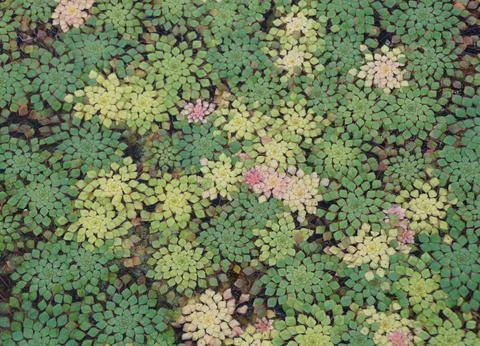 The top view of the beautiful Intricate patterns of Ludwigia sedioides, flo.. Stock Photos