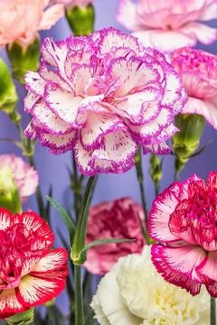 Top view beautiful multicolor carnation flower Stock Photos