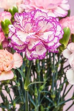 Top view beautiful multicolor carnation flower Stock Photos