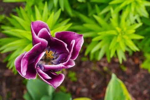 Top view of a beautiful open dark purple tulip flower in a spring garden Stock Photos