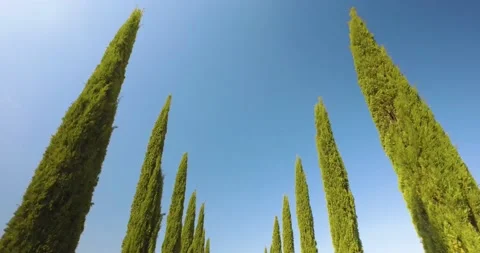 Top view of beautiful off road trip in Tuscany countryside. Green pine tree on 스톡 동영상 154468249
