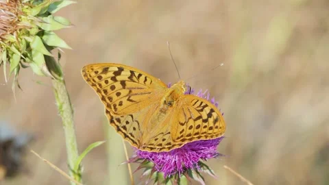 Top view of a beautiful silver-washed fritillary butterfly resting on a purp Stock Footage 340870676