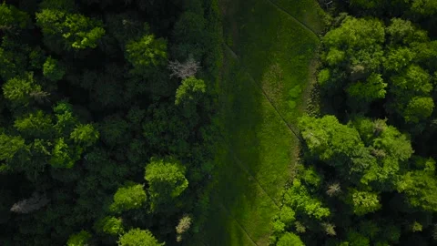 Top view of a beautiful summer forest on a mountainside in a clear sunny day Stock Footage 160097439
