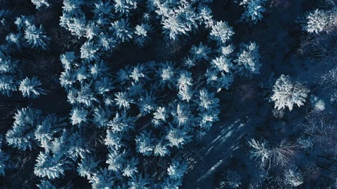 Top view of the beautiful trees in the thick snowy forest on sunny morning Stock Footage 107444459