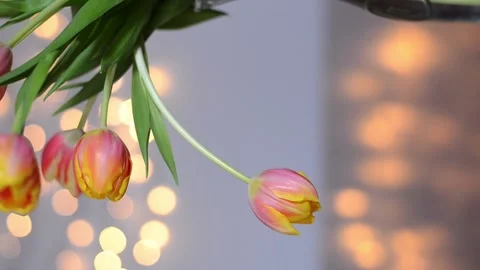 Top view of beautiful tulips on white background with bokeh. Greeting card Video stock 153482989
