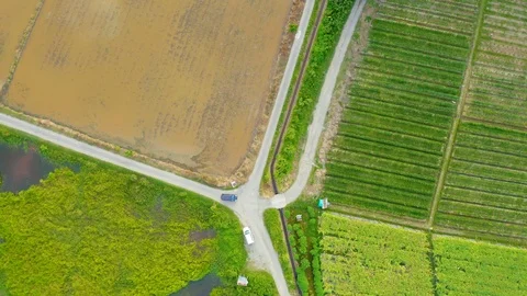 Top view of beautiful vegetable farm and paddy field pattern Stock Footage 113562041