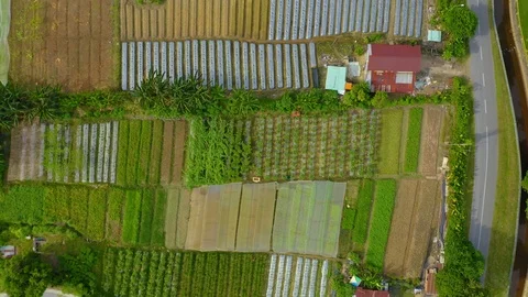 Top view of beautiful vegetable farm and paddy field pattern Stock Footage 113562080