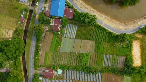 Top view of beautiful vegetable farm and paddy field pattern Stock Footage 113562121