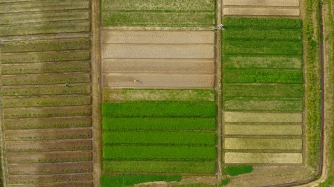 Top view of beautiful vegetable farm and paddy field pattern Stock Footage 113562454