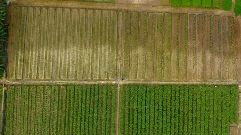 Top view of beautiful vegetable farm and paddy field pattern Stock Footage 113562478