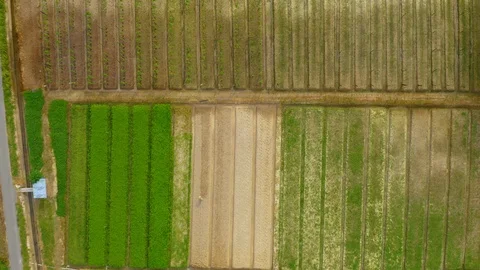 Top view of beautiful vegetable farm and paddy field pattern Stock Footage 113562516