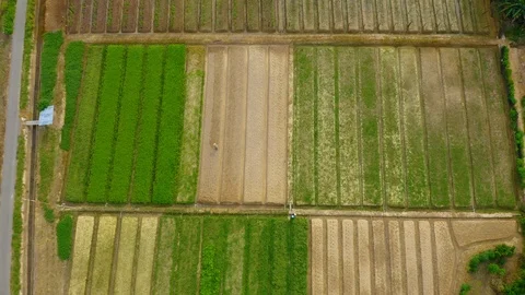 Top view of beautiful vegetable farm and paddy field pattern Stock Footage 113562567
