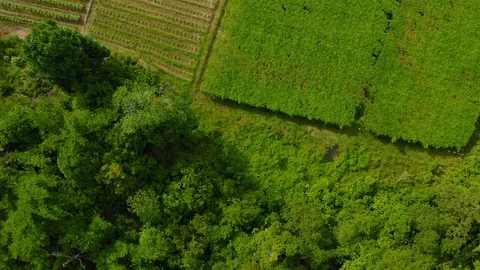 Top view of beautiful vegetable farm and paddy field pattern Stock Footage 113562726