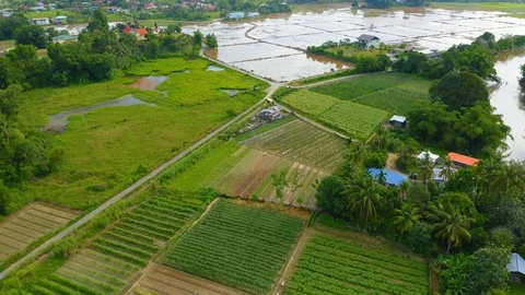Top view of beautiful vegetable farm and paddy field pattern Stock Footage 113562818