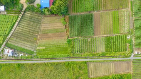 Top view of beautiful vegetable farm and paddy field pattern Stock Footage 113563004
