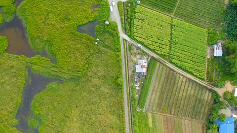 Top view of beautiful vegetable farm and paddy field pattern Stock Footage 113563046