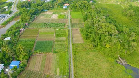 Top view of beautiful vegetable farm and paddy field pattern Stock Footage 113563095