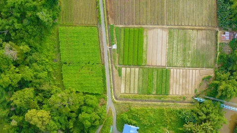 Top view of beautiful vegetable farm and paddy field pattern Stock Footage 113563118