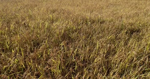 Top view of beautiful wheat field with yellow ripe wheat ears Stock Footage 240403163