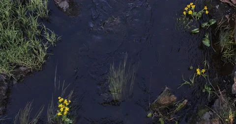 Top view of beautiful wild river with tall grass Stock-Footage 134701622