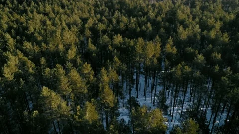 Top view of a beautiful winter forest Stock Footage 144212588