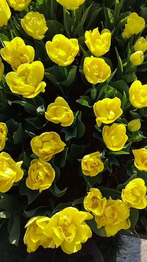 Top view of beautiful yellow double tulips blooming in spring garden Stock-Footage 333519886