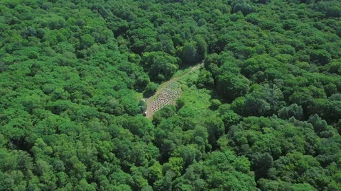 Top view of a bee apiary. Stock Footage 159052102