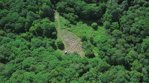 Top view of a bee apiary. Stock Footage 164507062