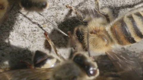 Top view of bee ventilating hive with wings Stock Footage 307582071