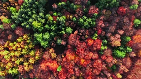 Top view of beech forest in autumn, aerial view Stock Footage 145264427