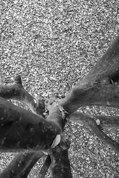 Top view of a beech tree, autumn season, creative black and white image Foto stock