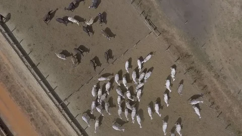 Top view of beef cattle in feedlot Stock Footage 129449785