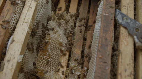 Top view of a beehive 01 Stockbeeldmateriaal 125060659