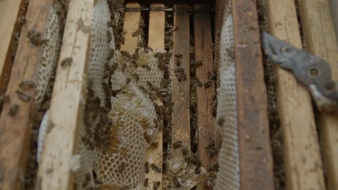 Top view of a beehive 02 Stockbeeldmateriaal 125331502