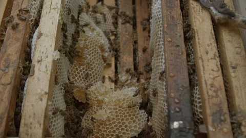 Top view of a beehive 03 Stockbeeldmateriaal 125332269