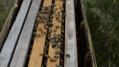 Top view of a beehive Stock Footage 108339452
