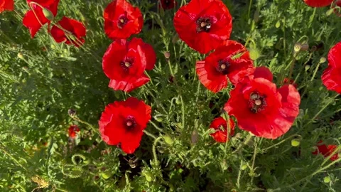 Top View of Bees and Insects Pollinating Red Poppy Flowers Video stock 336714659