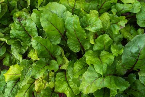 Top view of beet leaves covered with water droplets after watering. Home gard Stock Photos
