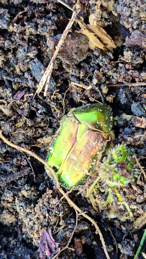 Top View Of Beetle Digging Into Soil Видео 333470725